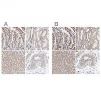 Anti-SGPL1 antibody produced in rabbit