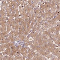 Anti-SH2D6 antibody produced in rabbit