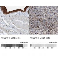 Anti-SH3D19 antibody produced in rabbit 
