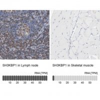 Anti-SH3KBP1 antibody produced in rabbit 