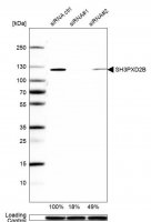 Anti-SH3PXD2B antibody produced in rabbit 