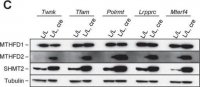 Anti-SHMT2 antibody produced in rabbit 