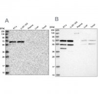 Anti-SIAE antibody produced in rabbit 