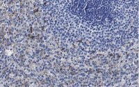 Anti-Siglec-9 Antibody, clone 3F22 ZooMAb® Rabbit Monoclonal