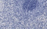 Anti-Siglec-9 Antibody, clone 3F22 ZooMAb® Rabbit Monoclonal