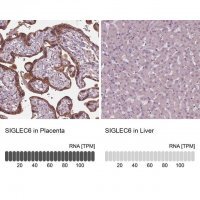 Anti-SIGLEC6 antibody produced in rabbit