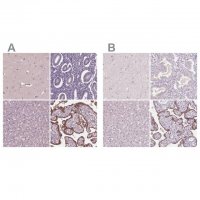 Anti-SIGLEC6 antibody produced in rabbit