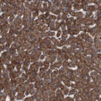Anti-SIGLEC8 antibody produced in rabbit