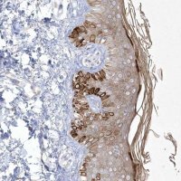 Anti-SIRT3 antibody produced in rabbit