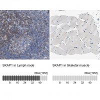 Anti-SKAP1 antibody produced in rabbit 