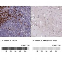 Anti-SLAMF7 antibody produced in rabbit