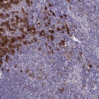 Anti-SLAMF7 antibody produced in rabbit