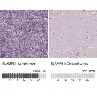 Anti-SLAMF8 antibody produced in rabbit