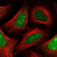 Anti-SLBP antibody produced in rabbit