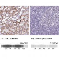 Anti-SLC13A1 antibody produced in rabbit 