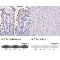 Anti-SLC13A2 antibody produced in rabbit 