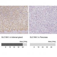 Anti-SLC18A1 antibody produced in rabbit 