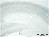 Anti-SLC1A1 (C-terminal) antibody produced in rabbit SAB4200386-200UL