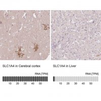 Anti-SLC1A4 antibody produced in rabbit