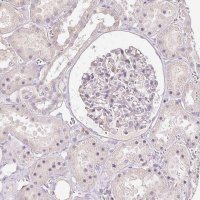 Anti-SLC1A4 antibody produced in rabbit