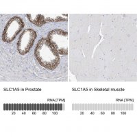 Anti-SLC1A5 antibody produced in rabbit