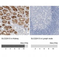 Anti-SLC22A13 antibody produced in rabbit 