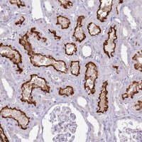 Anti-SLC23A1 antibody produced in rabbit