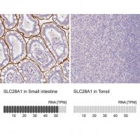 Anti-SLC28A1 antibody produced in rabbit 