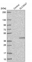 Anti-SLC30A7 antibody produced in rabbit 