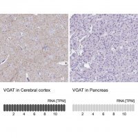 Anti-SLC32A1 antibody produced in rabbit 