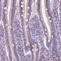 Anti-SLC35C1 antibody produced in rabbit