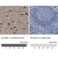 Anti-SLC35F1 antibody produced in rabbit 