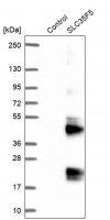 Anti-SLC35F5 antibody produced in rabbit 