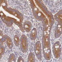 Anti-SLC35F5 antibody produced in rabbit 