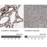 Anti-SLC39A9 antibody produced in rabbit