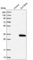 Anti-SLC39A9 antibody produced in rabbit