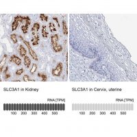Anti-SLC3A1 antibody produced in rabbit HPA038360-100UL