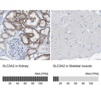 Anti-SLC3A2 antibody produced in rabbit 