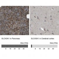 Anti-SLC43A1 antibody produced in rabbit 