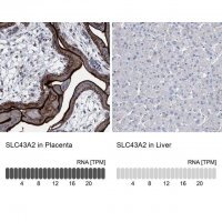 Anti-SLC43A2 antibody produced in rabbit