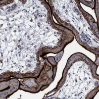 Anti-SLC43A2 antibody produced in rabbit