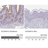 Anti-SLC44A4 antibody produced in rabbit 