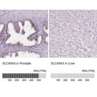 Anti-SLC45A3 antibody produced in rabbit 