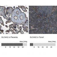 Anti-SLC4A2 antibody produced in rabbit 