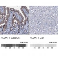 Anti-SLC4A7 antibody produced in rabbit 