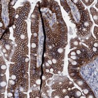 Anti-SLC4A7 antibody produced in rabbit 