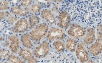 Anti-SLC5A2 Antibody, clone 2I4 ZooMAb® Rabbit Monoclonal