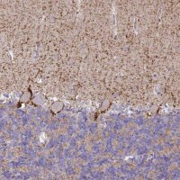 Anti-SLC6A1 antibody produced in rabbit