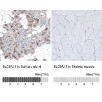 Anti-SLC6A14 antibody produced in rabbit