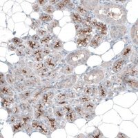 Anti-SLC6A14 antibody produced in rabbit